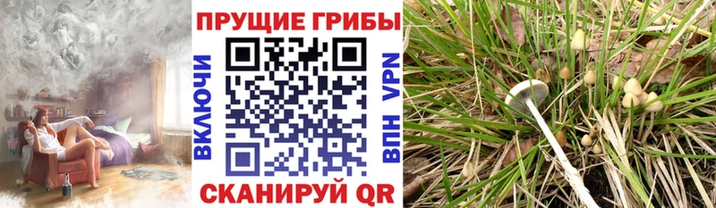 купить наркоту Партизанск Псилоцибиновые грибы Magic Shrooms